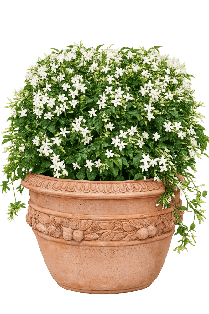 Pot en terre cuite Impruneta avec une bande citrons